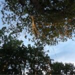 TREE CAPE DJ COMPANY